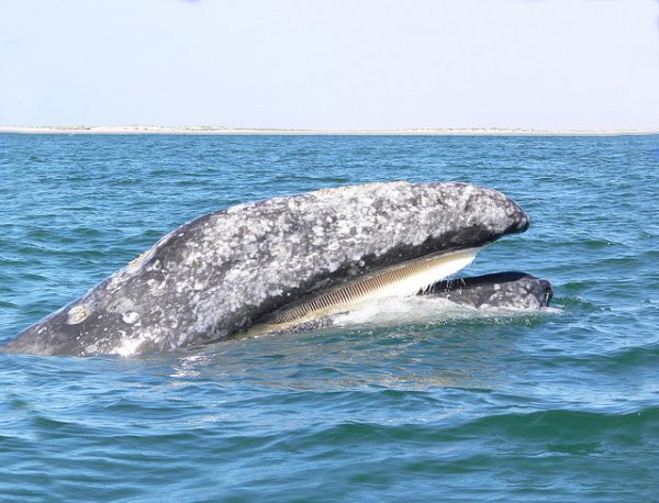 Киты: усатые и полосатые, гладкие и серые