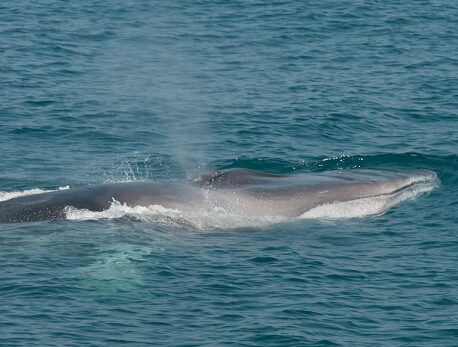 Киты: усатые и полосатые, гладкие и серые
