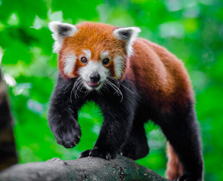 krasnaja-panda-d85c45a.jpg