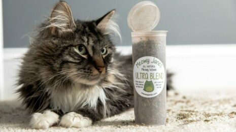 Можно ли кошкам давать валерьянку?