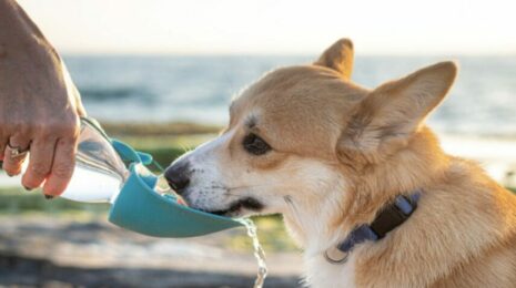 Можно ли собакам березовый сок?