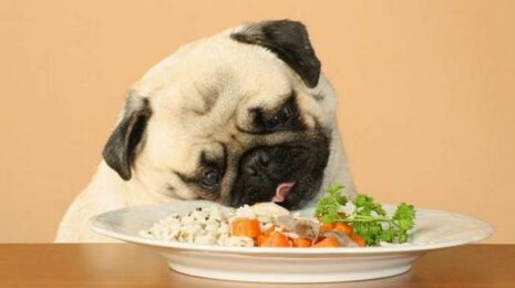 Можно ли собакам ячневую кашу