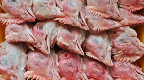 Можно ли собакам куриные головы? 🐔