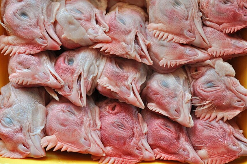 Можно ли собакам куриные головы? 🐔