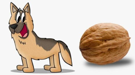 Можно ли собакам орехи?🌰