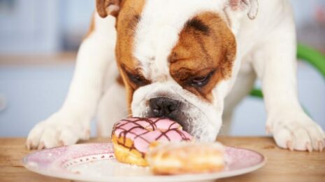 Можно ли собакам сладкое?