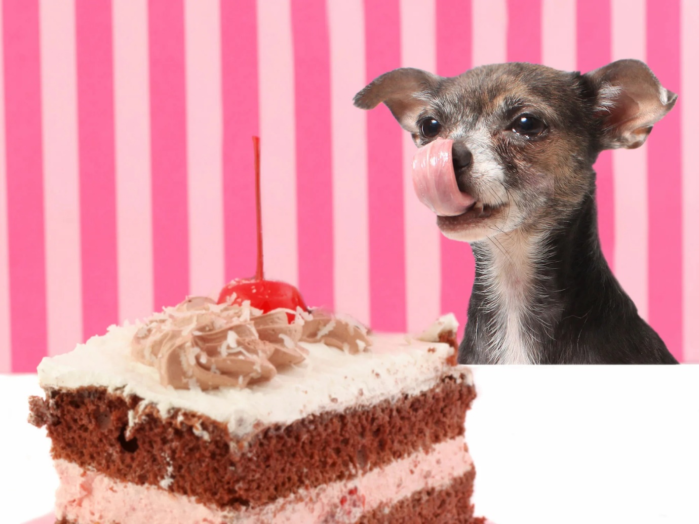 Многие сладости опасны для собак