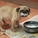 Можно ли собакам сметану?