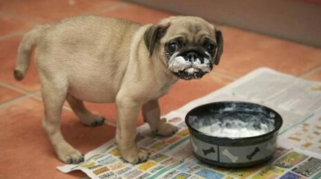 Можно ли собакам сметану?