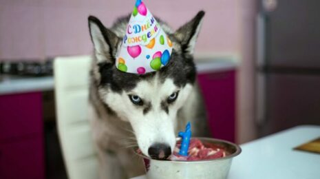 Можно ли собакам субпродукты?