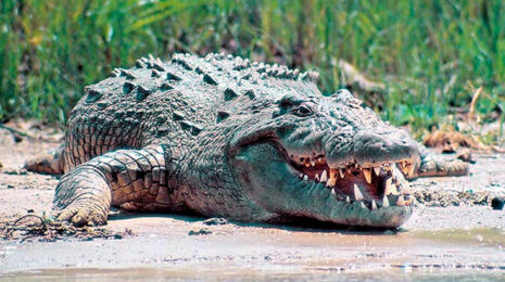 nilskij-krokodil-e6e89a4.jpg