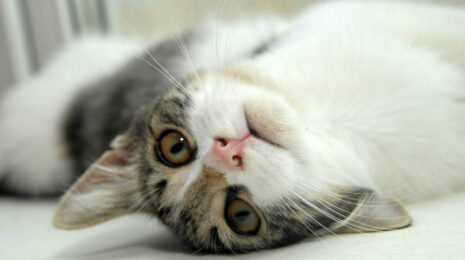 Почему кошка трясет головой?