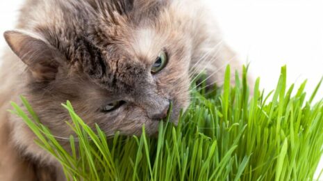 pochemu-koshki-edjat-travu-prichiny-foto-i-video-41f57d6.jpg