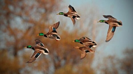 pochemu-odni-pticy-letajut-stajami-a-drugie-poodinochke-opisanie-foto-i-video-37552f0.jpg
