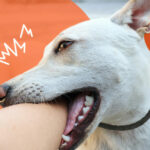 Почему собака кусается