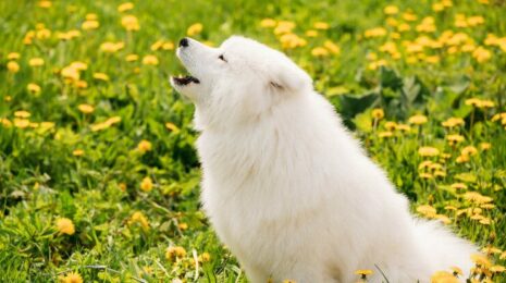 Почему собака скулит?