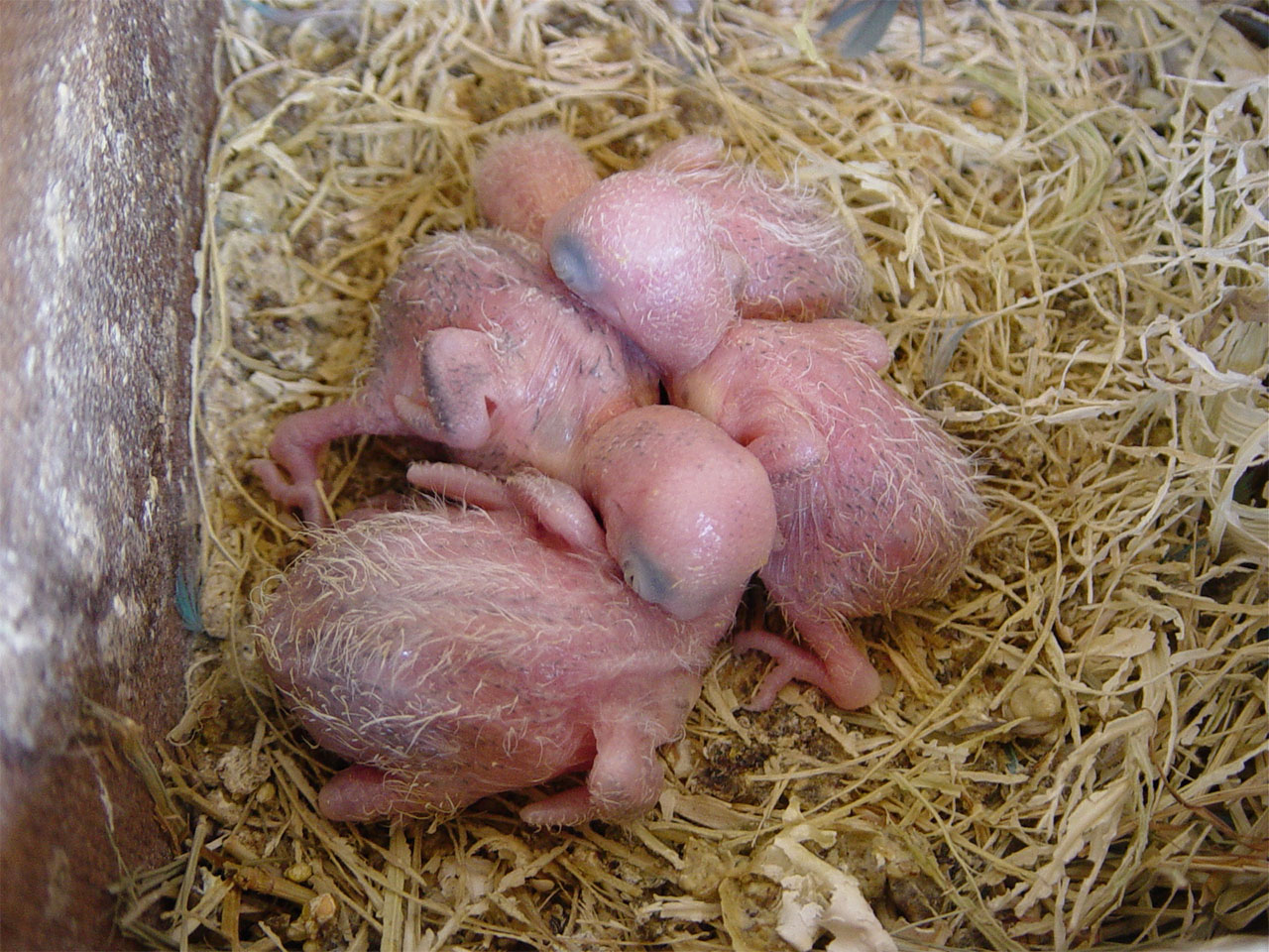 новорожденные неразлучники