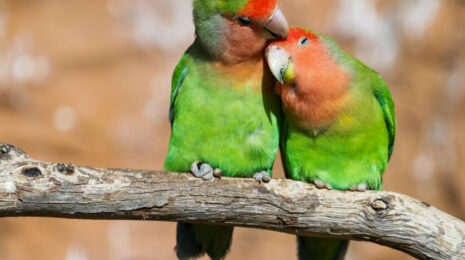 Попугаи неразлучники