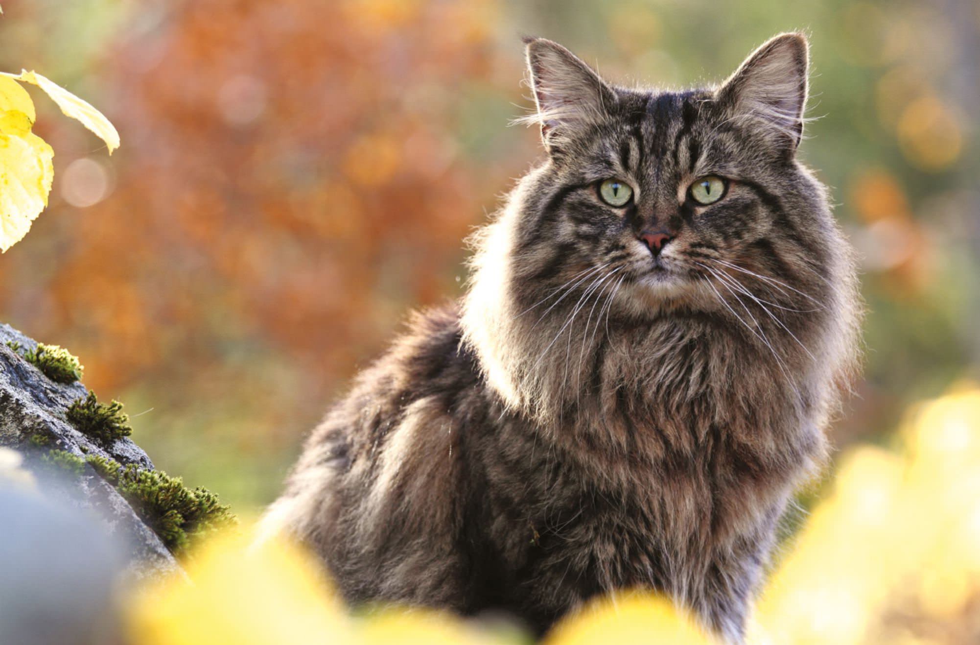 Норвежская лесная кошка Норвежская лесная кошка