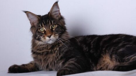 Породы кошек с кисточками на ушах