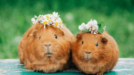 Породы морских свинок