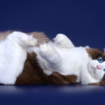 Миниатюра к