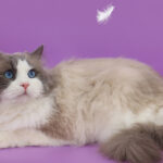 Миниатюра к