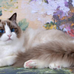 Миниатюра к