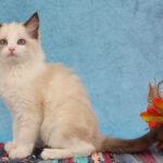 Миниатюра к