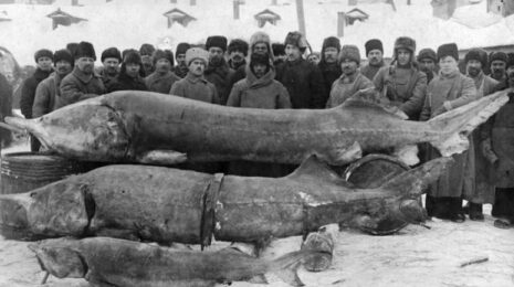 samye-bolshie-rechnye-ryby-v-rossii-spisok-razmery-foto-i-video-38b34b3.jpg