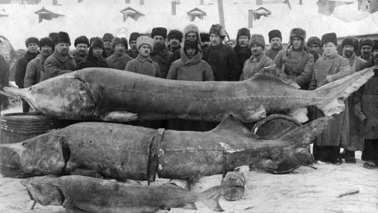 samye-bolshie-rechnye-ryby-v-rossii-spisok-razmery-foto-i-video-38b34b3.jpg