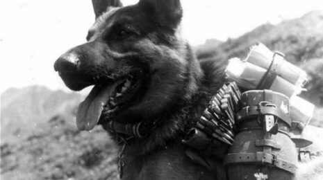 samye-geroicheskie-postupki-sobak-spisok-opisanie-foto-i-video-7190141.jpg