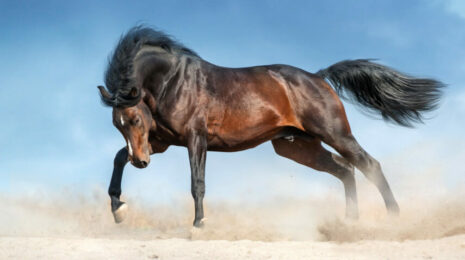 самые красивые лошади