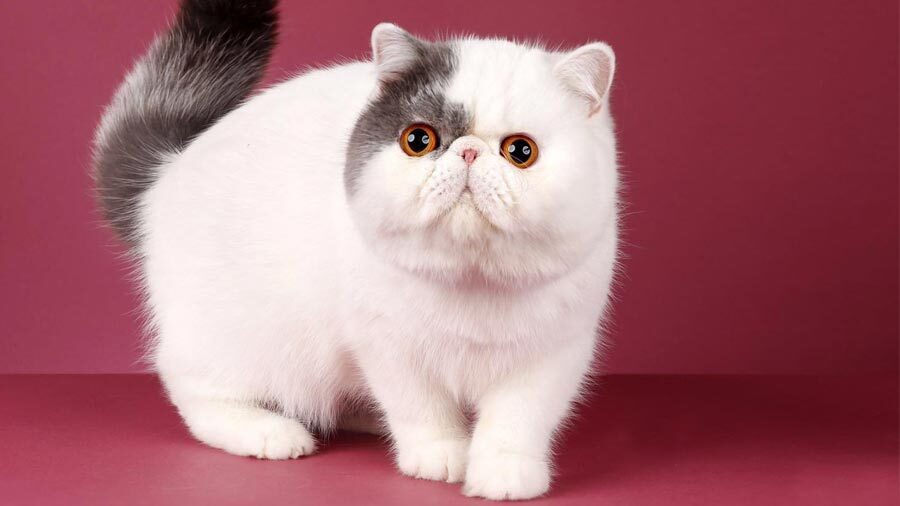 Экзотическая короткошерстная кошка Экзотическая короткошерстная кошка