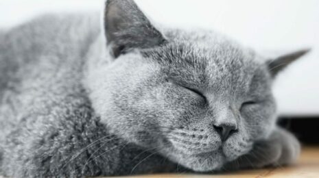 Самые ленивые породы кошек