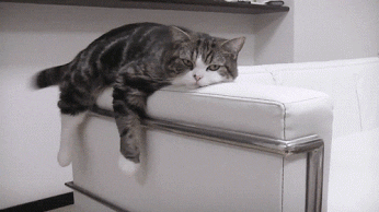 ленивый кот