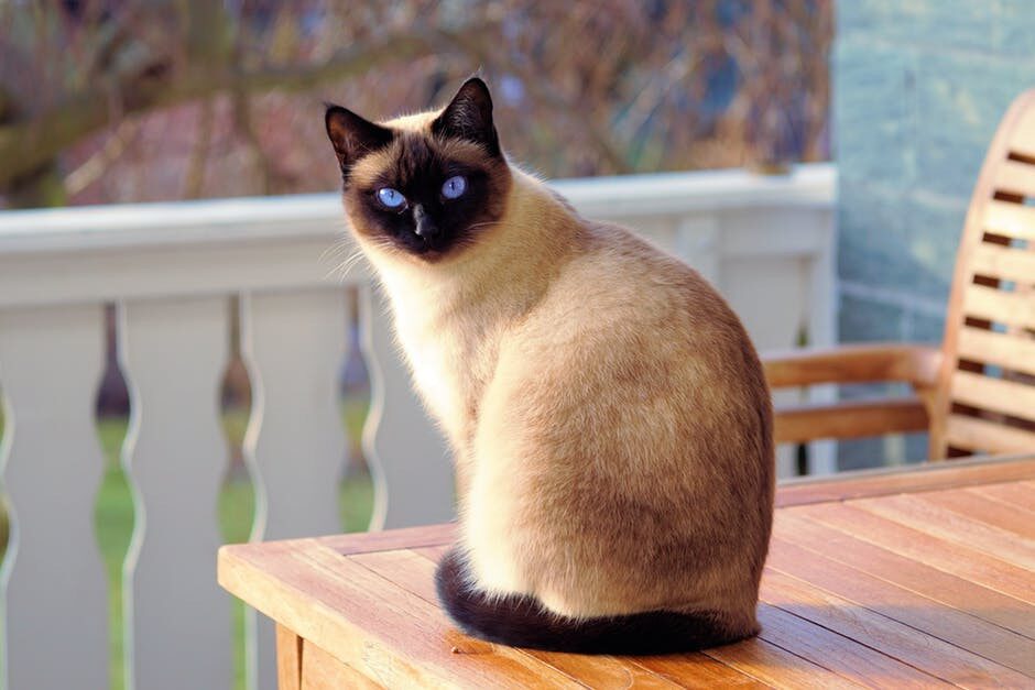 Сиамская кошка Сиамская кошка