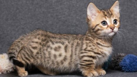Самые маленькие породы кошек