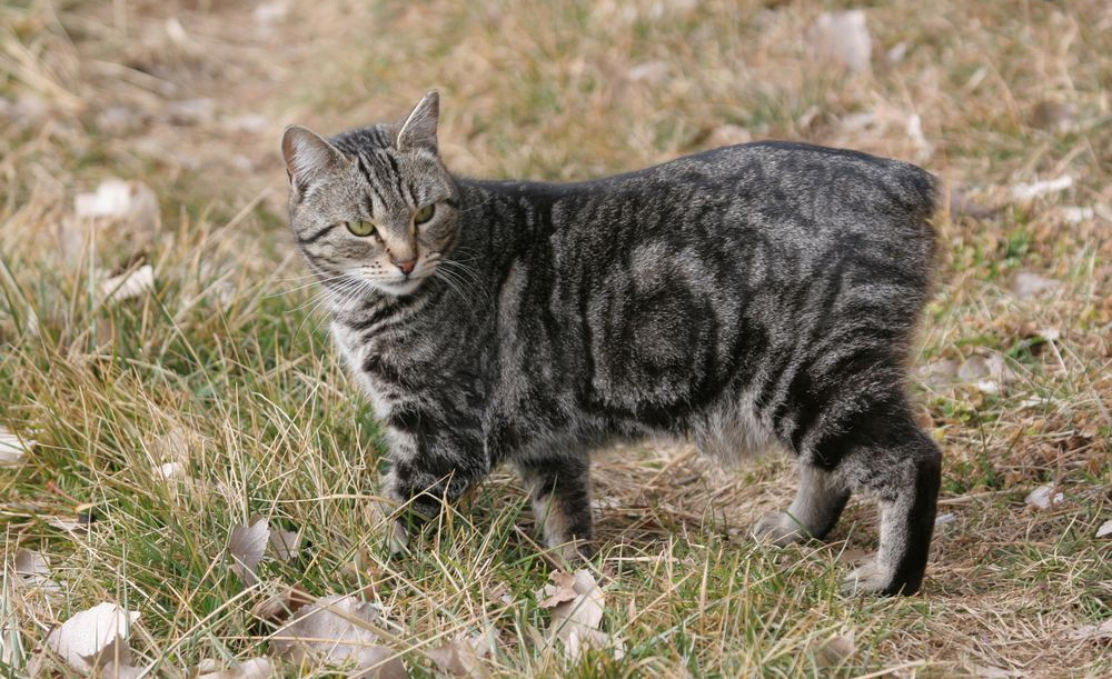 Мэнская кошка Мэнская кошка