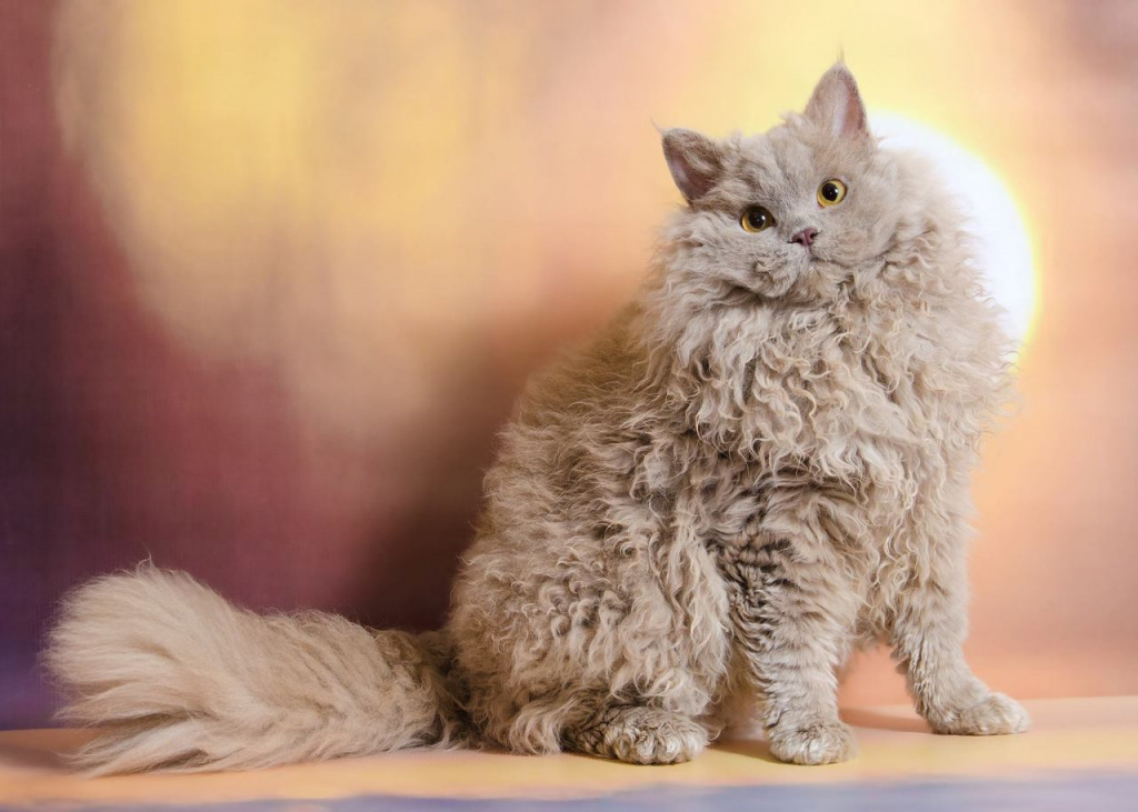 Лаперм Лаперм