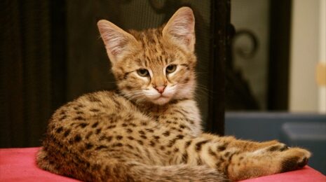 Самые здоровые породы кошек