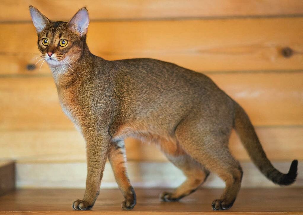 Хауси (чаузи) Хауси (чаузи)