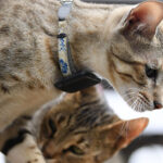 Миниатюра к