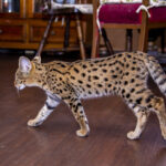 Миниатюра к