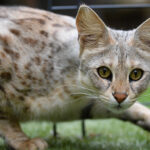 Миниатюра к