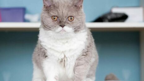 Селкирк Рекс