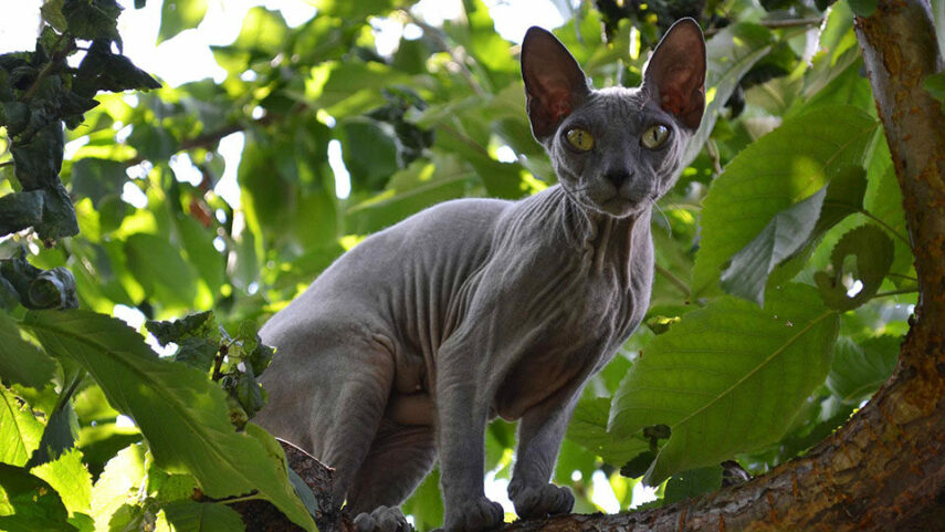 sfinks-koshka-0c55131.jpg