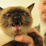 Миниатюра к 