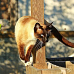 Миниатюра к 