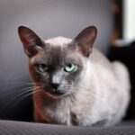 Миниатюра к